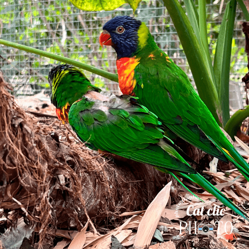 photographie animalière oiseaux